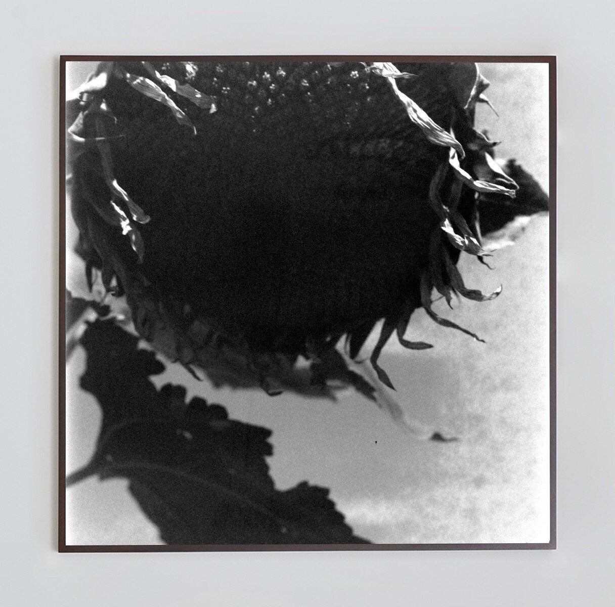 Ziad Antar, <i>The Monster</i>, 2024. Photo-paper mounted on dibond, 48 x 48 in (122 x 122 cm)